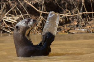 Nútria con botella de plástico
