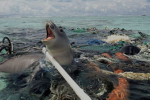 Foca atrapada en redes