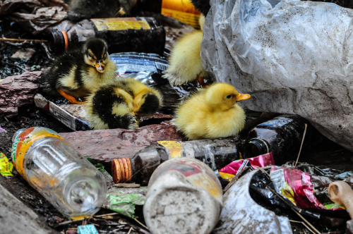 Nuestro planeta se está ahogando con la cantidad de plástico que desechamos cada día. Se calcula que solo en España se consumen 3.500 millones de botellas de plástico al año. Muchas de ellas terminan en los parajes naturales de nuestro país y en el mediterráneo, afectando gravemente la salud de los animales que viven allí.