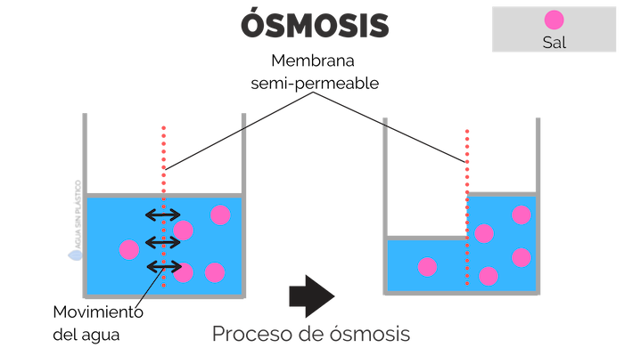 Proceso de ósmosis